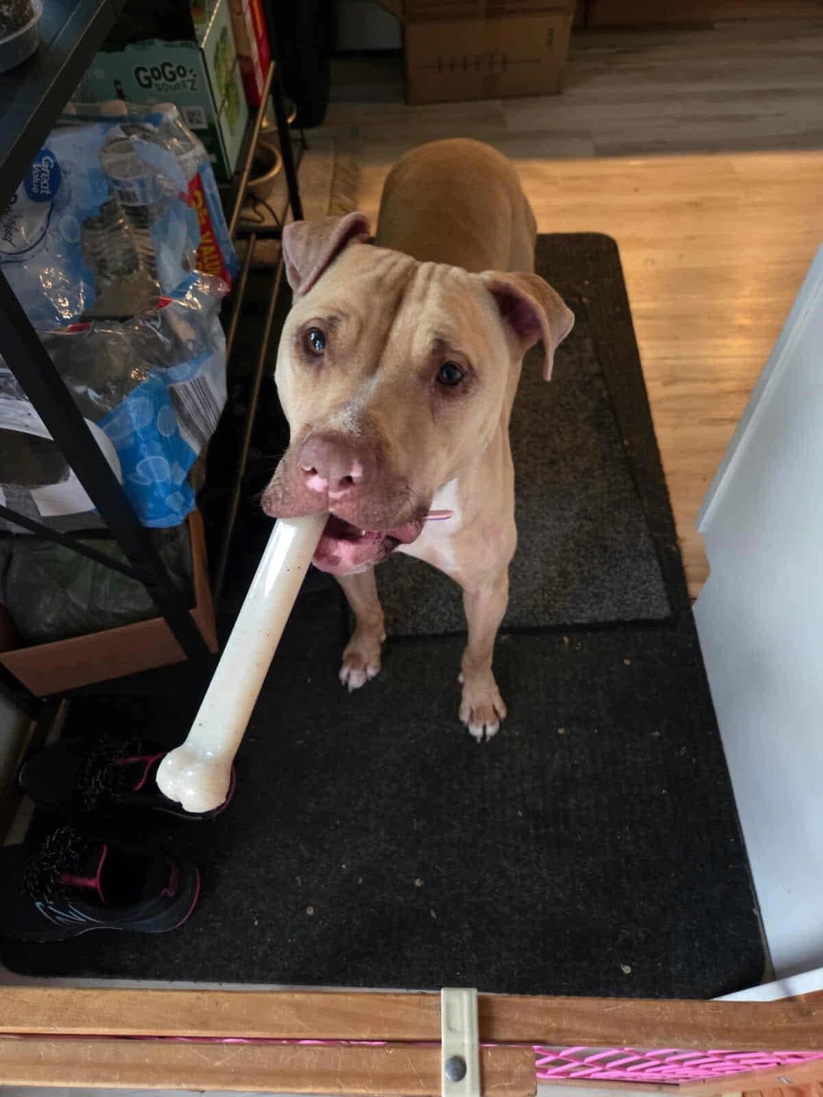 A happy tan dog carrying a big donated treat