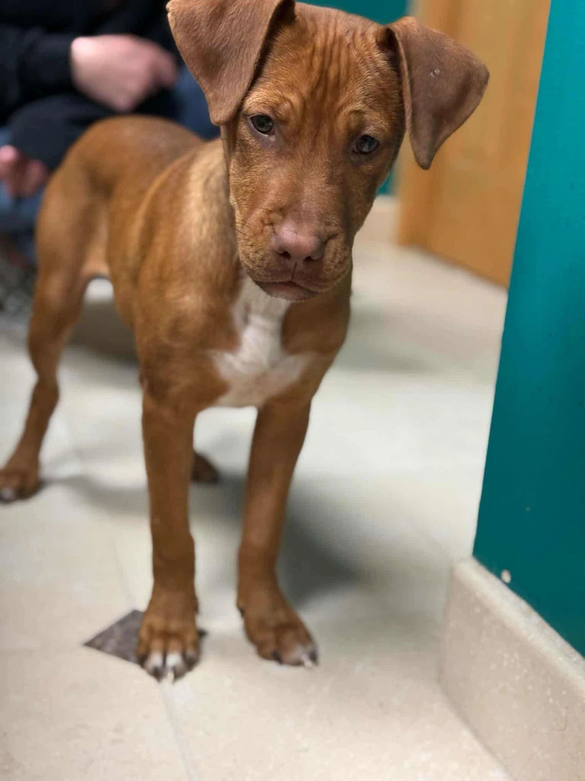 A thin brown puppy standing at the vet, looking up