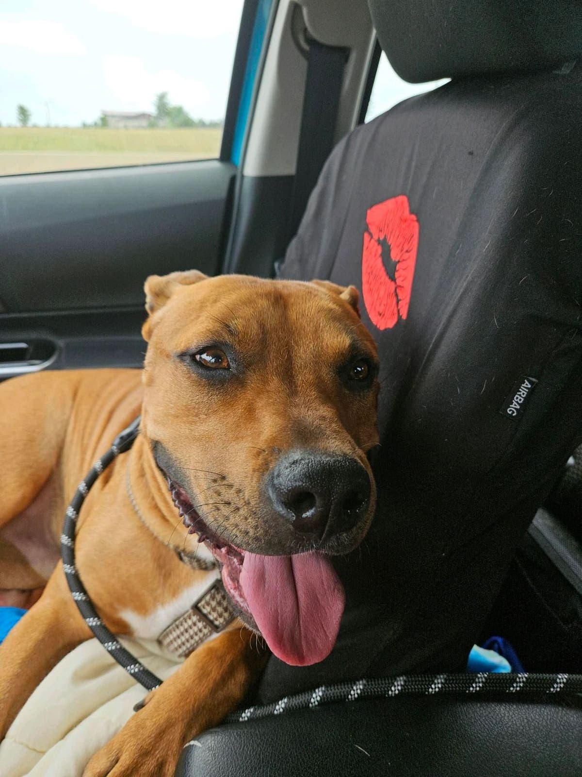 A brown dog grinning out a car window on a ride to a better life