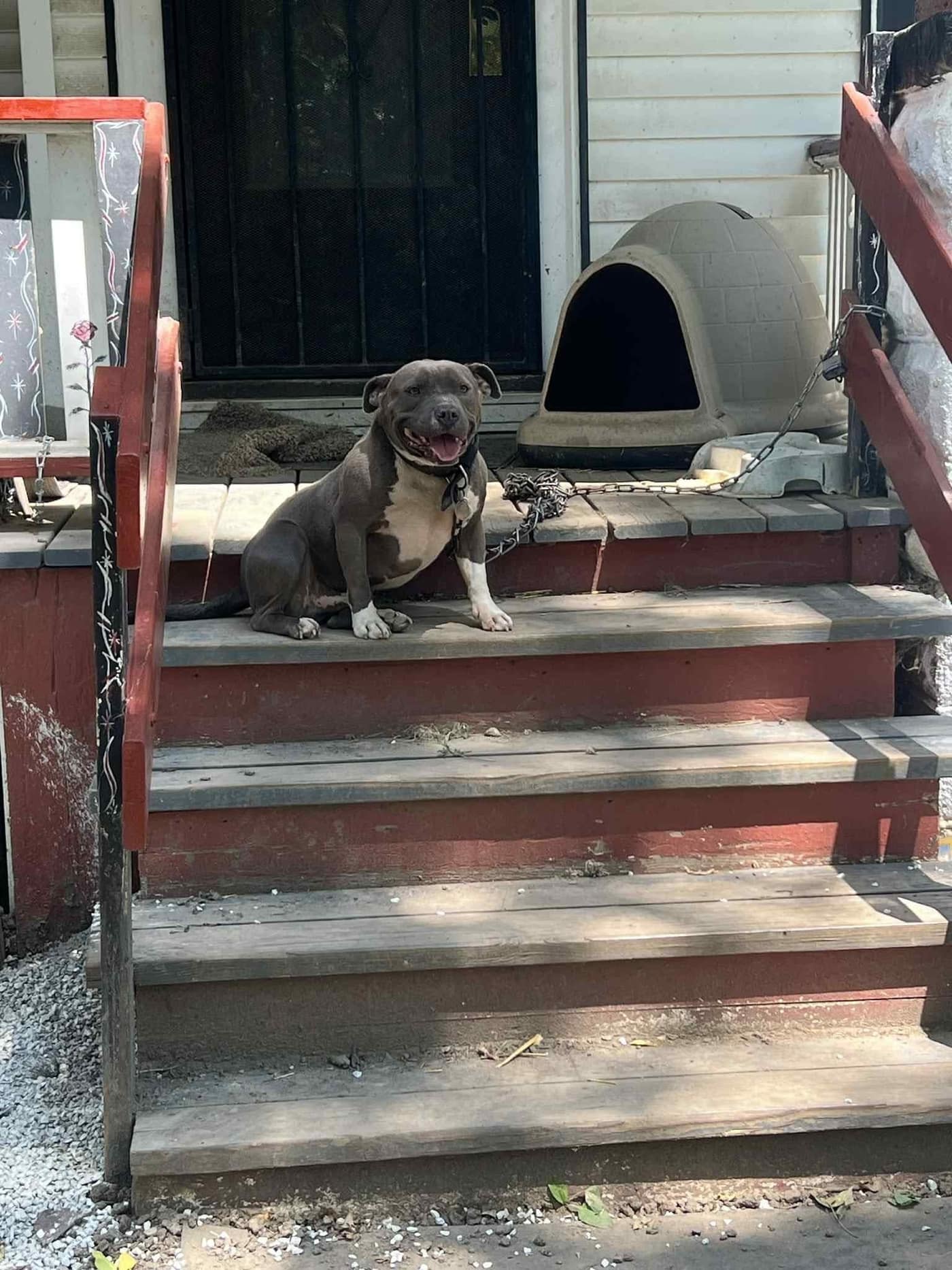 A gray pit bull smiling on the porch steps while chained outside a Milwaukee home