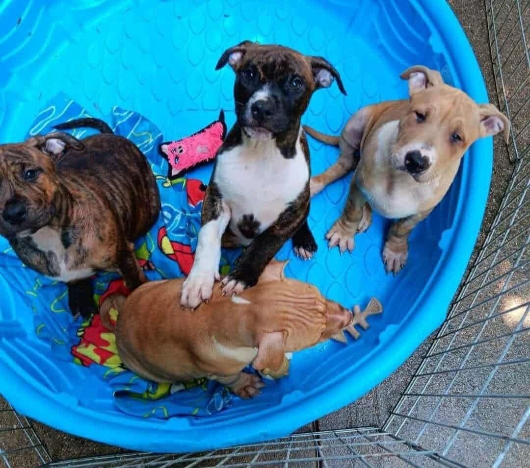 Four rescued puppies snuggled in a kiddie pool with blankets and toys