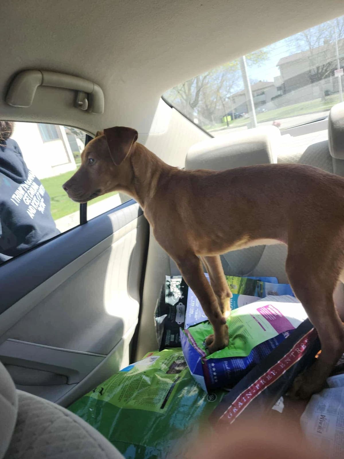 A rescued puppy riding along on bags of donated food that shipped to us
