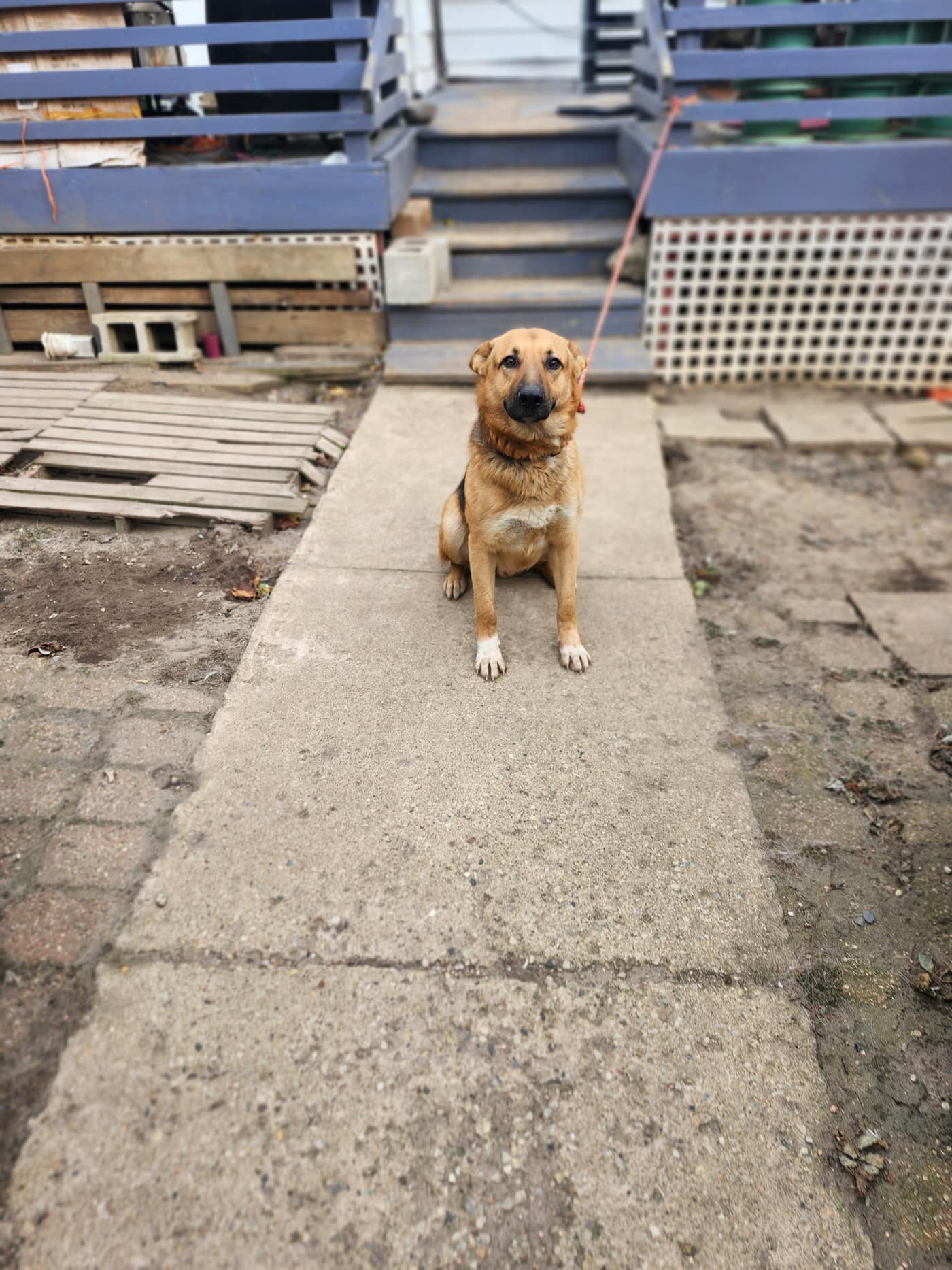 A gentle shepherd mix sitting on a walkway on a rope lead