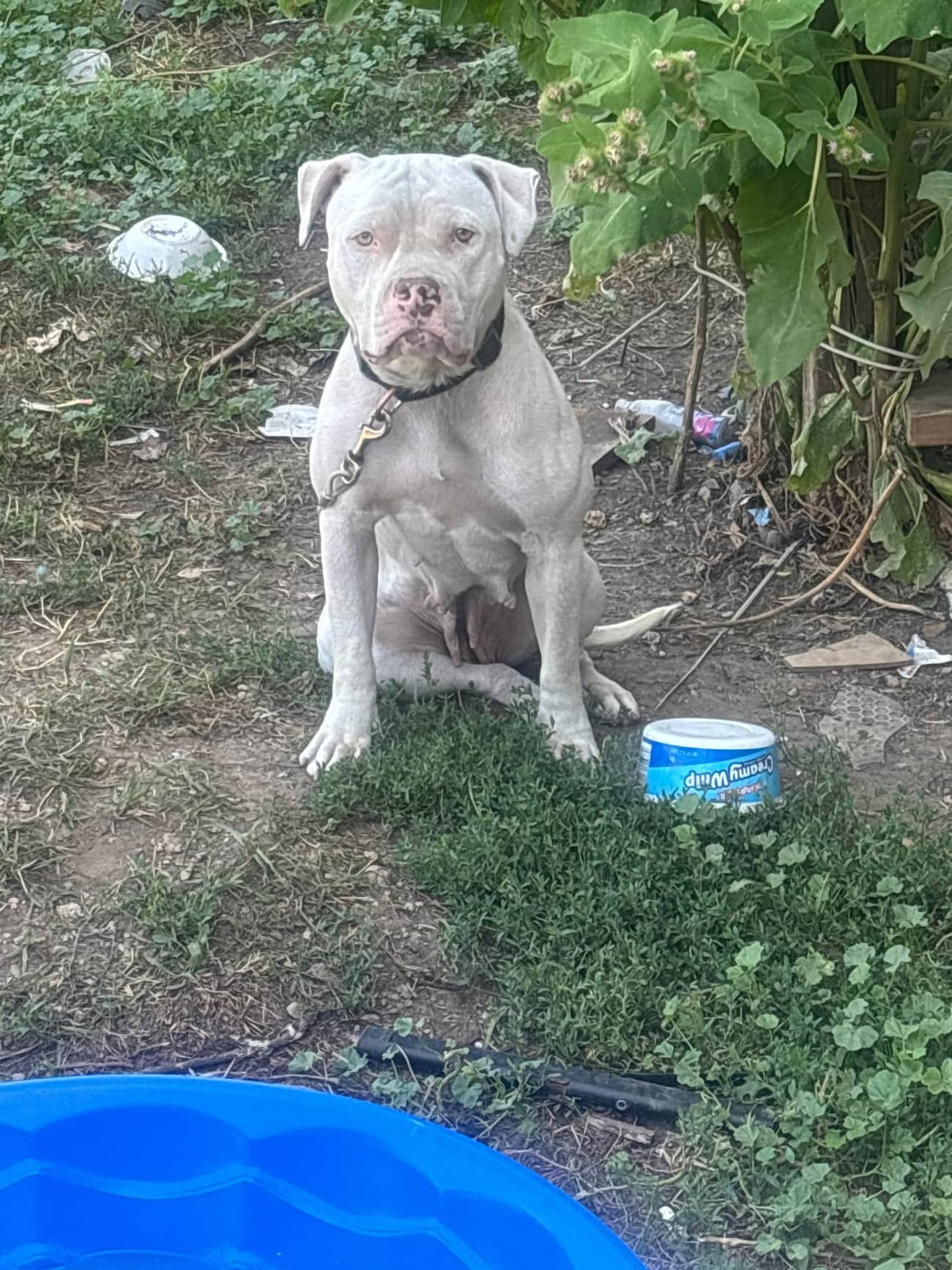 A white pit bull sitting alone in a bare Milwaukee yard, looking into the camera